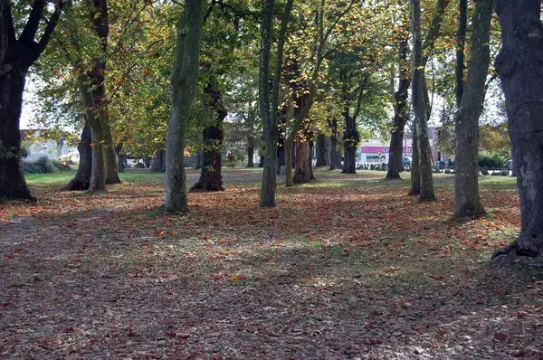 Monte Escalier Pratique Monte escalier Idron